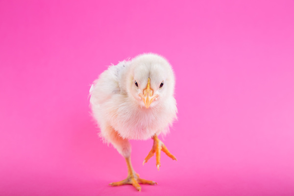 chick,pink,background,wallpaper,hd,wallpaper hd,animals,bird,chicken,small