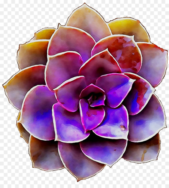 purple,cut flowers,flower,echeveria,plant,petal,white mexican rose,stonecrop family,png