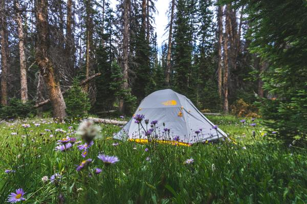 travel,adventure,outdoor,camping,camp,forest,webpage,spring,bloom,tent,camp,forest,woodland,flower,grass,green,pine,tree,spring,summer,mountain,free images