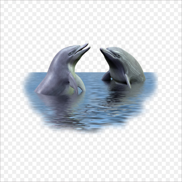 picture frame,dolphin,photomontage,graphic design,photography,water,tableau,adobe fireworks,tucuxi,wildlife,whales dolphins and porpoises,common bottlenose dolphin,marine mammal,short beaked common dolphin,mammal,fauna,wholphin,organism,png