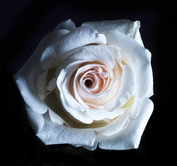  rose,flower,background, white flower