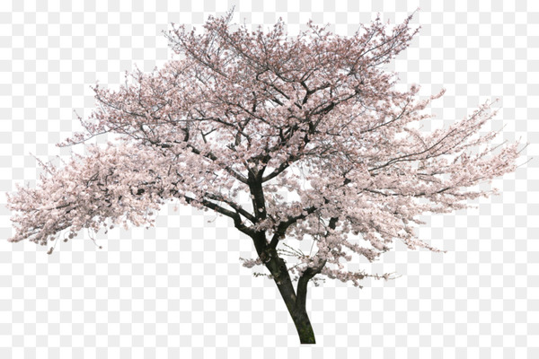 national cherry blossom festival,cherry blossom,tree,cherry,blossom,peach,cerasus,download,computer graphics,architrend zero,plant,flower,winter,spring,branch,png