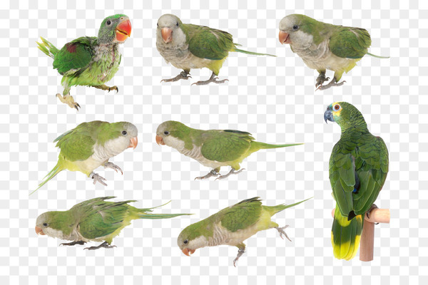 budgerigar,parakeet,lovebird,beak,feather,fauna,bird,parrot,budgie,bird supply,adaptation,finch,perching bird,wing,png