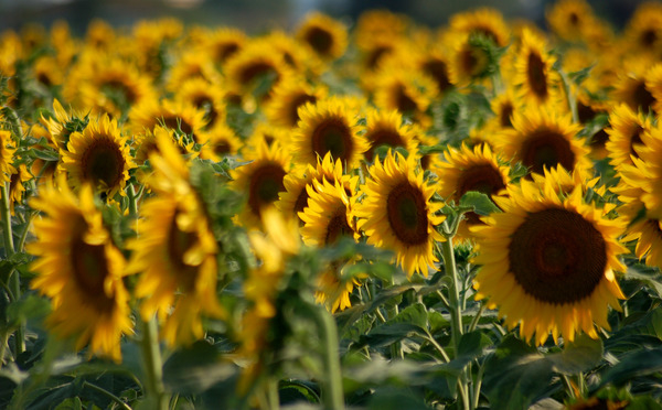 sunflowers,countryside,landscape,yellow,tuscany,italy,perignano,summer