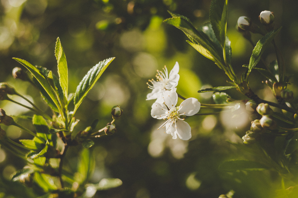 petals,petal,outdoors,nature,leaves,growth,garden,flowers,flower,flora,depth of field,branch,blossom,blooming,bloom