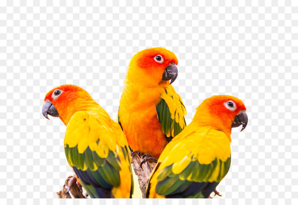 sun conure,greencheeked parakeet,parrot,bird,conure,dog,pet,golden parakeet,parrots,parakeet,animal,nanday parakeet,pyrrhura,aratinga,macaw,lovebird,perico,common pet parakeet,beak,fauna,png