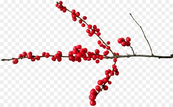 berry,christmas,pink peppercorn,aquifoliales,cranberry,red,brazilian peppertree,winterberry,holly,branch,fruit,aquifoliaceae,twig,heart,petal,body jewelry,png