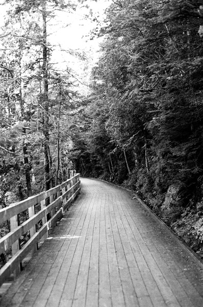road,way,landscape,sky,travel,track,trees,tree,railing,transportation,grass,path,black and white,path,wooden,boardwalk