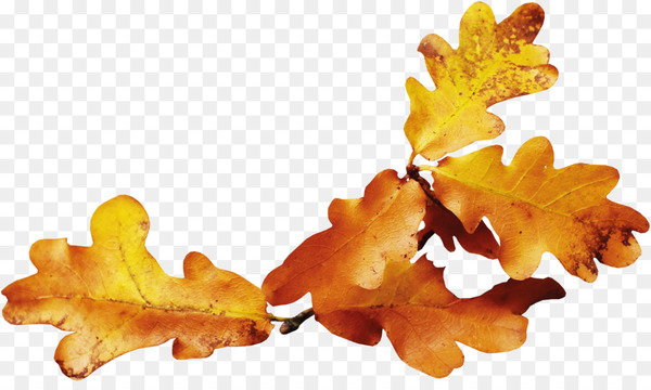 leaf,autumn,yellow,autumn leaf color,season,color,orange,red,green,maple leaf,tree,png