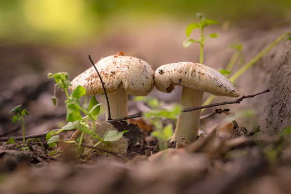 toadstools,soil,outdoors,mushrooms,macro,ground,fungi
