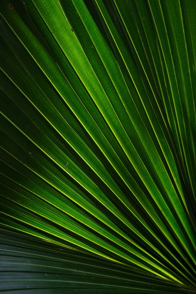light,neon,dark,plant,green,leafe,green,plant,forest,leaf,sunlight,shadow,plant,green,bright,closeup,texture,pattern,line,free pictures