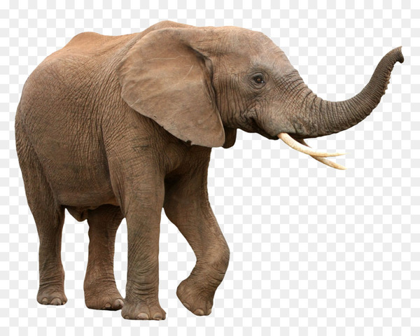 african bush elephant,asian elephant,africa,african forest elephant,elephant,tusk,proboscidea,stock photography,great elephant census,mammal,african elephant herd,ivory,elephas,african elephant,elephantidae,wildlife,elephants and mammoths,snout,fauna,indian elephant,organism,terrestrial animal,png