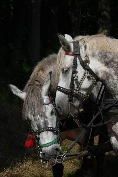 cc0,c1,horses,team,white horse,nature,horse head,free photos,royalty free