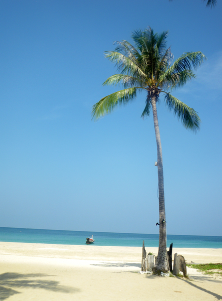 palm tree,beach,sea