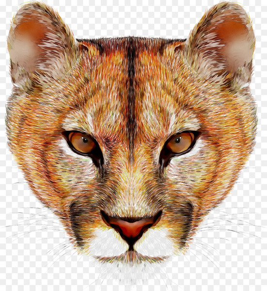 cougar,lion,felidae,stock photography,royaltyfree,photography,big cat,mammal,vertebrate,small to mediumsized cats,whiskers,wildlife,carnivore,head,nose,snout,cat,terrestrial animal,closeup,eye,ear,big cats,tabby cat,png