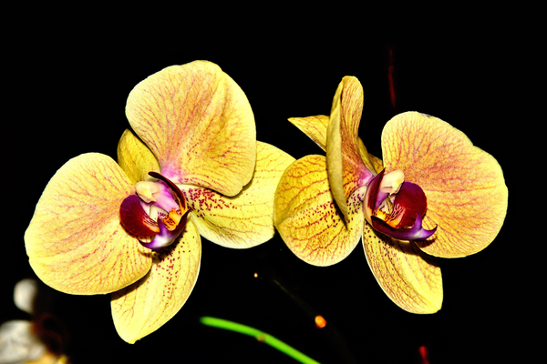 cc0,c1,orchid,color,yellow,flower,free photos,royalty free