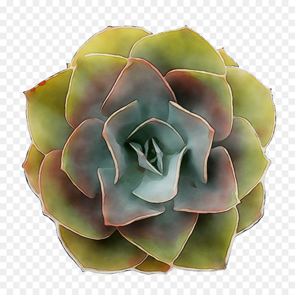 cut flowers,flower,echeveria,plant,white mexican rose,stonecrop family,petal,agave,flowering plant,succulent plant,perennial plant,png