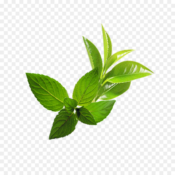 leaf,mentha spicata,user interface design,download,gratis,herb,user interface,google images,mint,herbal,plant,herbalism,png