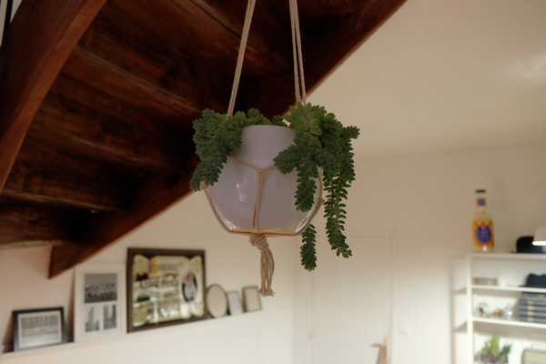 plant,pot,decor,hanging,ropes,indoors