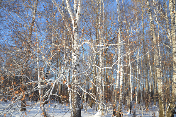 cc0,c1,birch,forest,nature,trees,living nature,trunk,frost,branch,white,curves,cold,winter,temperature,minus,siberia,free photos,royalty free