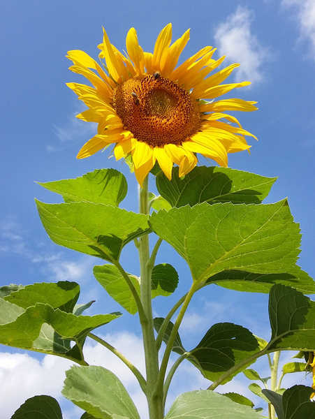 cc0,c1,sunflower,flower,yellow,summer,outdoors,nature,plant,free photos,royalty free