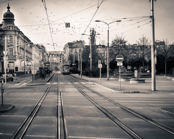 bratislava,lines,city,black &amp; white,trams,street,birds,animals