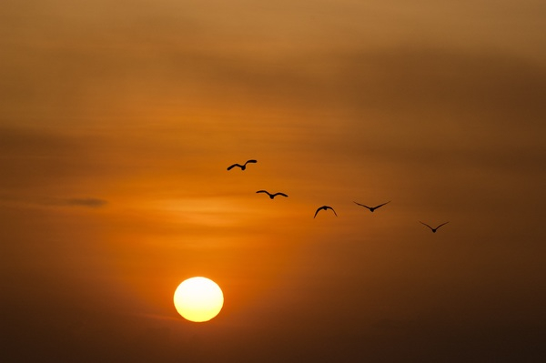 birds,sky,sun,sunrise,sunset,twilight,Free Stock Photo