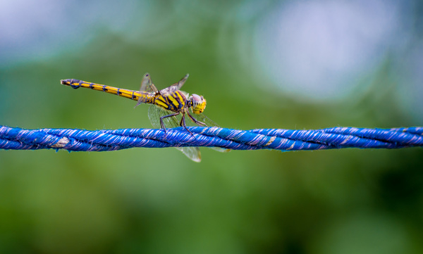 wings,rope,outdoors,nature,macro,little,invertebrate,insect,focus,environment,dragonfly,close-up,blur,biology