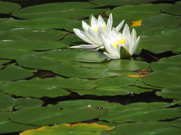 cc0,c1,water lily,white,blossom,bloom,nature,aquatic plant,free photos,royalty free