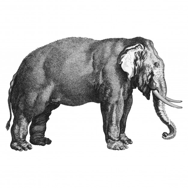 george shaw,shaw,zoological,george,species,mammal,illustrated,zoology,public domain,standing,domain,wildlife,public,wild,illustrations,drawn,antique,background white,background vintage,handmade,background black,hand drawing,old,zoo,black and white,drawing,elephant,sketch,white,white background,black,hand drawn,black background,animal,vintage background,hand,vintage,background