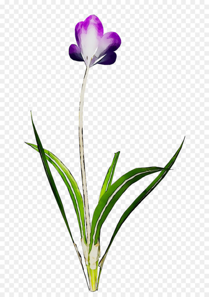 cut flowers,plant stem,tulip,herbaceous plant,purple,crocus,flower,plants,family m invest doo,flowering plant,plant,petal,botany,violet,pedicel,iris,png