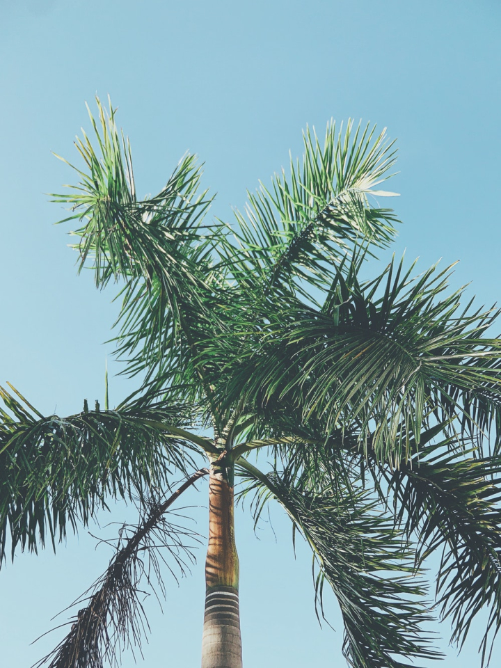 Free: Low Angle Photo of Palm Tree - nohat.cc