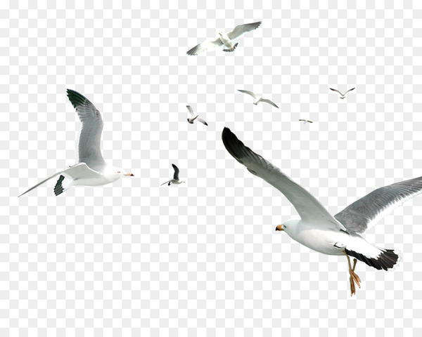bird,gulls,flying bird,flocks,android,photography,download,rich text format,line,water bird,gull,sky,charadriiformes,beak,fauna,seabird,wing,ducks geese and swans,png