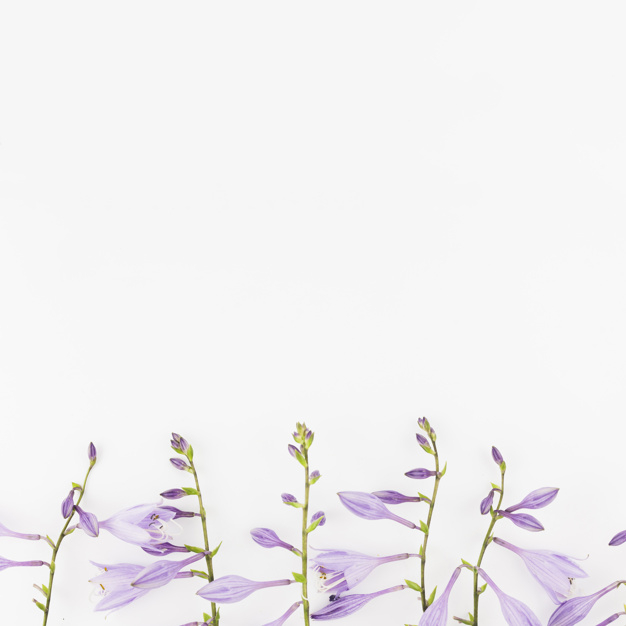 background,pattern,flower,frame,floral,flowers,leaf,green,nature,floral background,beauty,spring,leaves,white background,floral frame,background pattern,flower pattern,purple,backdrop,white