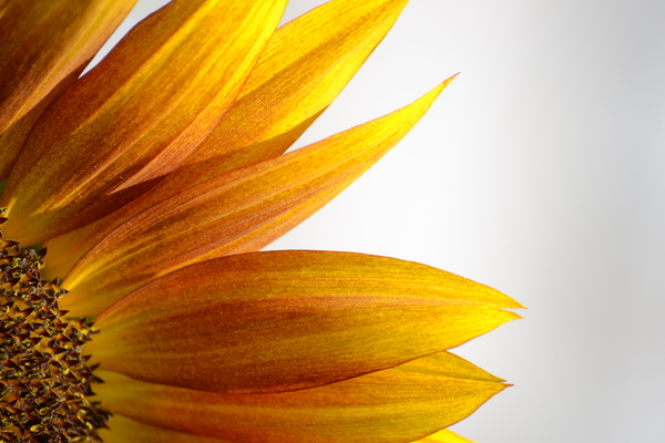 sunflower,yellow,flower,close-up,nature,flora,fauna,petals