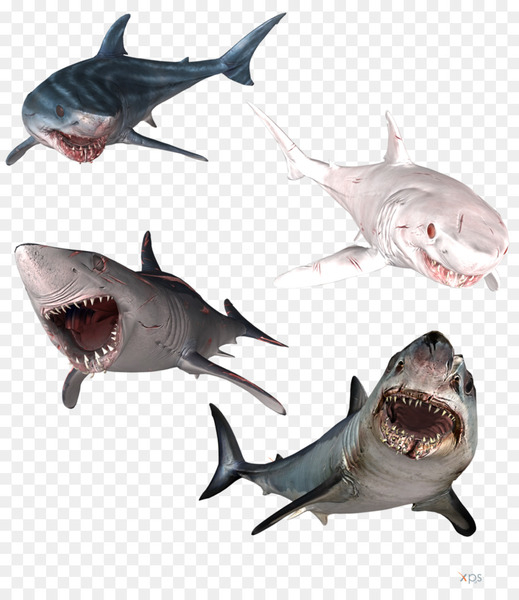 great white shark,isurus oxyrinchus,hammerhead shark,bull shark,tiger shark,requiem shark,longfin mako shark,lamniformes,chondrichthyes,fish,drawing,shark week,shark,isurus,carcharhiniformes,marine biology,jaw,squaliformes,cartilaginous fish,mouth,fauna,organism,png