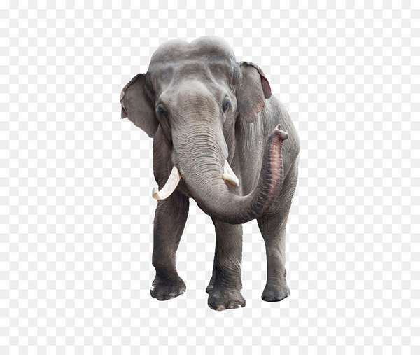 african bush elephant,indian elephant,elephant,stock photography,royaltyfree,white elephant,photography,fotosearch,depositphotos,animal,asian elephant,african elephant,wildlife,elephants and mammoths,snout,mammal,fauna,terrestrial animal,png