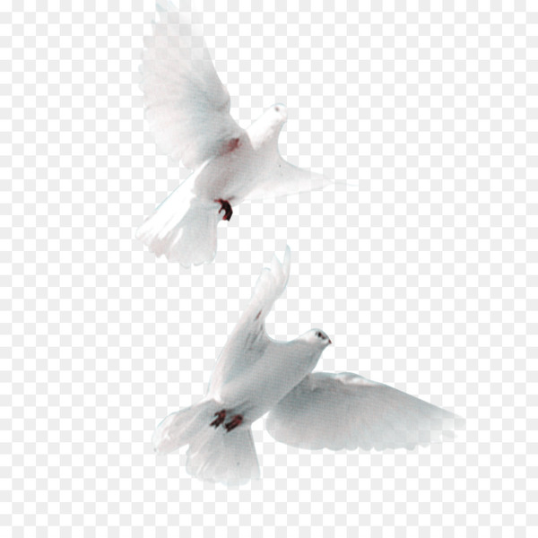 domestic pigeon,bird,streptopelia,common wood pigeon,white dove,doves as symbols,wing,rock dove,columbidae,columba,water bird,computer wallpaper,beak,feather,white,png
