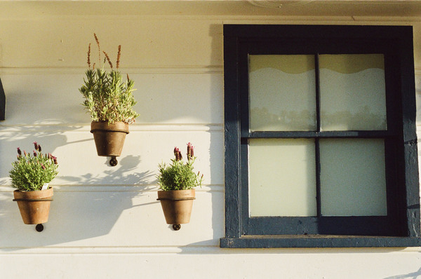 flowers,pots,siding,window,wall