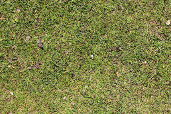 cc0,c1,grass,rush,green,meadow,nature,garden,background,structure,mow,blades of grass,texture,lawn,close,spring,free photos,royalty free