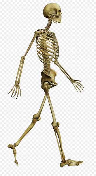 skeleton,bone,human skeleton,skull,human body,long bone,bone marrow,muscle,human anatomy,joint,human,organism,png