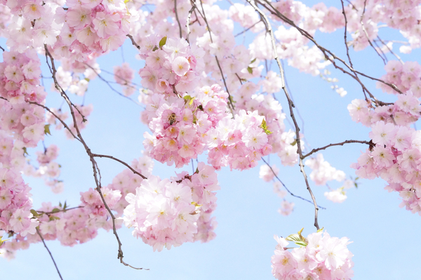 cc0,c1,flower tree,cherry blossom,pink,blossom,bloom,tree,spring,japanese cherry,bloom,blütenmeer,flowers,blossom,sweet,romance,overflowing,beauty,branch,lush,romantic,wonderful,beautiful,sky,blue,free photos,royalty free