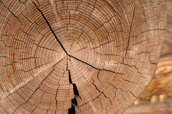 tree,wood,tree jar,cross section,forest,log,forest,texture,pattern
