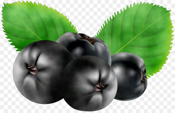 bilberry,superfood,food,natural foods,leaf,fruit,berry,plant,tree,european plum,png