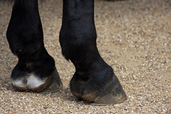 Free: Horses Hooves, Horse, Hooves, Hoof, Close-Up, Details - nohat.cc