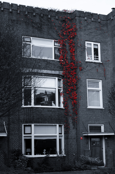 red,vines,bricks,windows,building,apartment