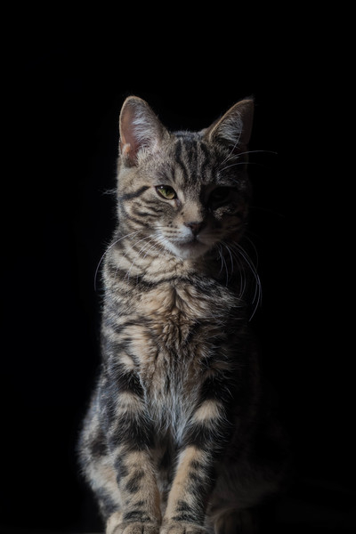young,whiskers,tabby,stare,shadow,pet,looking,furry,feline,domestic,cute,curious,close-up,cat,animal,adorable