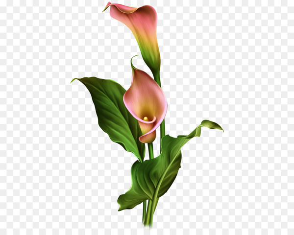 arum lilies,flower,arumlily,lilium,cut flowers,raster graphics,download,pixel,designer,floral design,petal,calas,plant,alismatales,flower arranging,plant stem,arum,lily,floristry,arum family,flowering plant,png