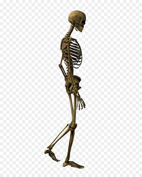 skeleton,human skeleton,bone,skull,photography,download,preview,lossless compression,rar,data,metal,png
