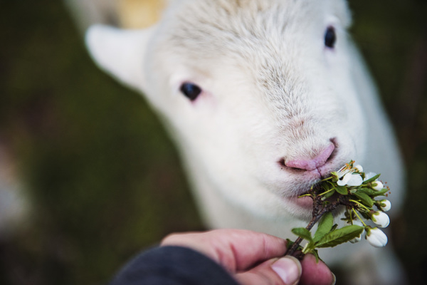 young,wildlife,sheep,rural,person,mammal,livestock,little,leaves,lamb,head,hand,flowers,feeding,eyes,country,buds,blur